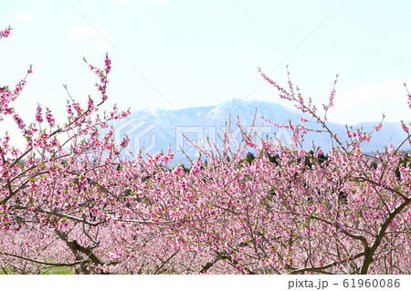 信州　桃の里 61960086