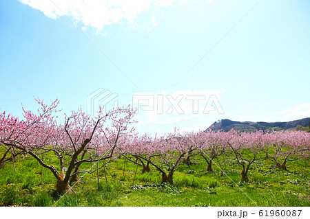 長野　丹霞郷 61960087