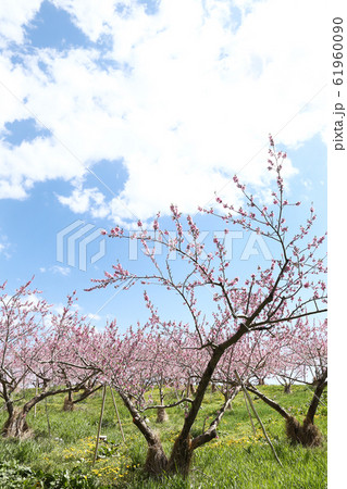 信州　丹霞郷の桃の花 61960090