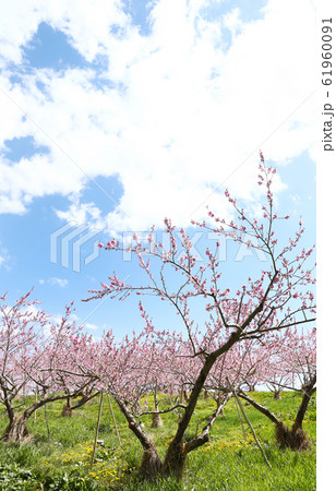 信州 丹霞郷の桃の花 信州 丹霞郷の桃の花 61960091