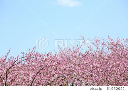 丹霞郷　桃の花 61960092