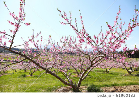 信州 丹霞郷の桃の花 信州 丹霞郷の桃の花 61960132