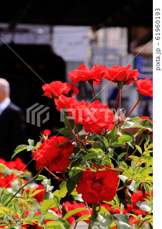 ロサキネンシス 61960193