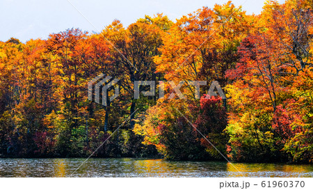 鎌池の紅葉 61960370