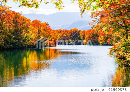 鎌池の紅葉 鎌池の紅葉 61960378