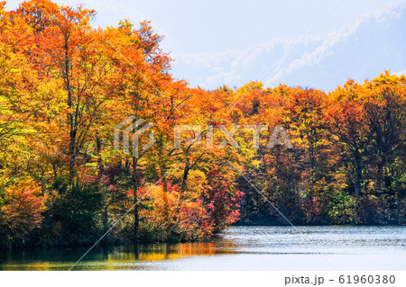 鎌池の紅葉 61960380