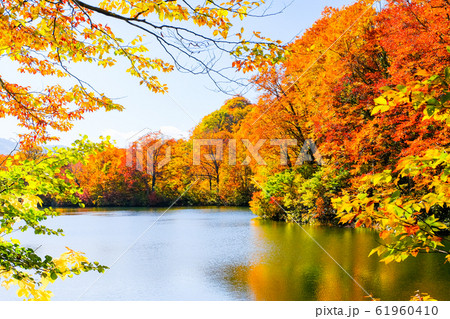 鎌池の紅葉 61960410