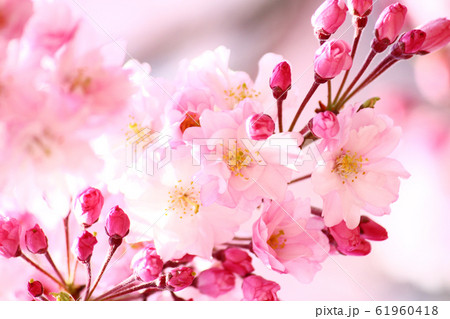 ベニシダレザクラの花 ベニシダレザクラの花 61960418