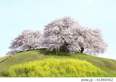 埼玉　さきたま古墳の桜 61960462