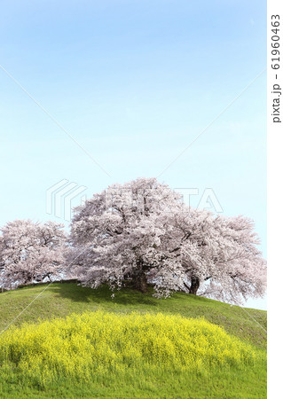埼玉 さきたま古墳の桜 埼玉 さきたま古墳の桜 61960463