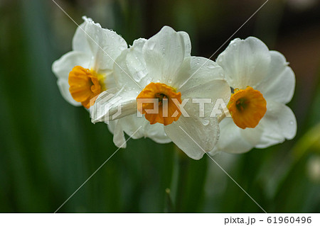 水仙　春の花 61960496