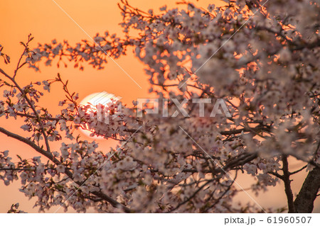 朝日と桜 安芸津正福寺の桜 朝日と桜 安芸津正福寺の桜 61960507