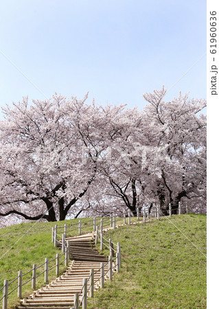 埼玉　さきたま古墳の桜 61960636