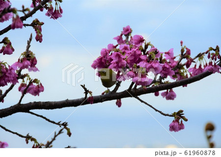 桜 61960878