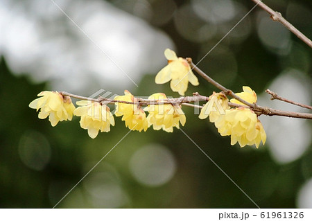 蠟梅（ロウバイ） 61961326