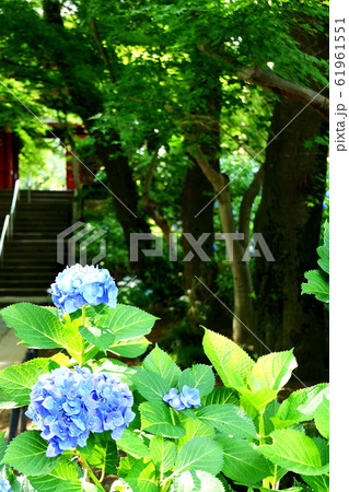 お寺の紫陽花 61961551