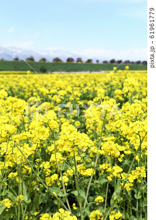 信州 いいやま菜の花畑 信州 いいやま菜の花畑 61961779