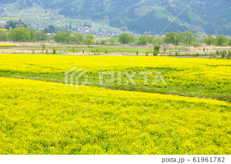 信州　いいやま菜の花畑 61961782