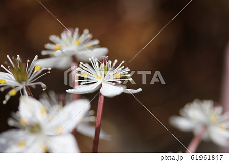 梅花黄蓮（バイカオウレン） 61961847