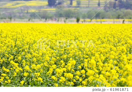 長野 いいやま菜の花公園 長野 いいやま菜の花公園 61961871