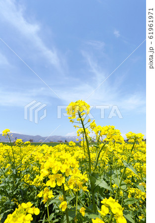 信州　いいやま菜の花畑 61961971