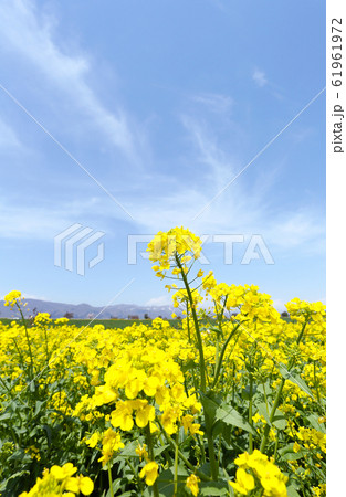 信州 いいやま菜の花畑 信州 いいやま菜の花畑 61961972