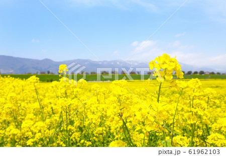 信州　いいやま菜の花畑 61962103