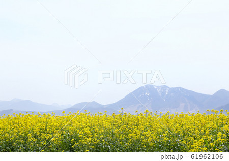 信州 いいやま菜の花畑 信州 いいやま菜の花畑 61962106