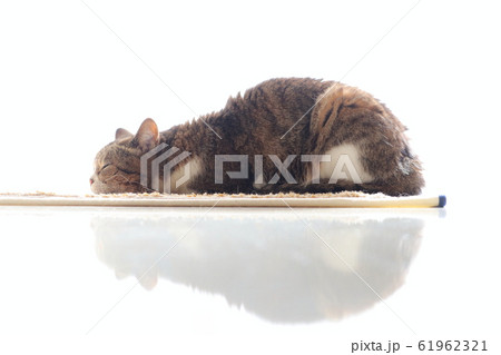 うつ伏せで寝るキジ白の猫 61962321