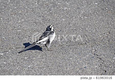 ハクセキレイ（白鶺鴒） 61963016