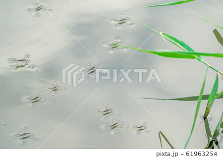 アメンボの群れの写真 アメンボの群れの写真 61963254