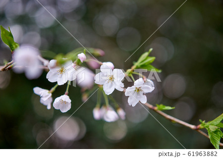 可憐な桜。春の風景。 61963882