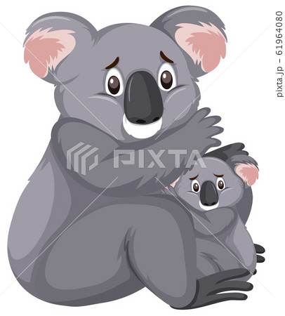 Sad looking koalas on white background 61964080