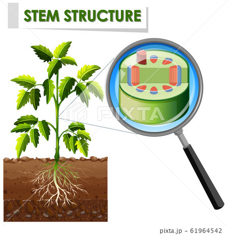 Diagram showing stem structure of a plant Diagram showing stem structure of a plant 61964542