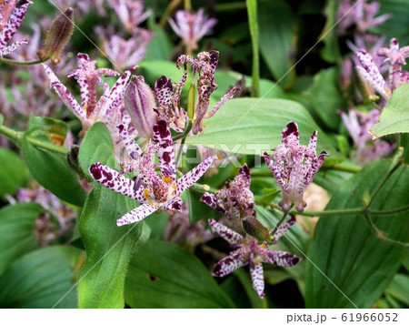 ホトトギスの花 Tricyrtis hirta ホトトギスの花 Tricyrtis hirta 61966052