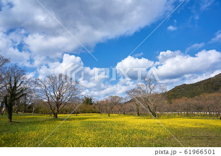 春の風景。入田ヤナギ林の菜の花畑と青空。高知県四万十市。 61966501