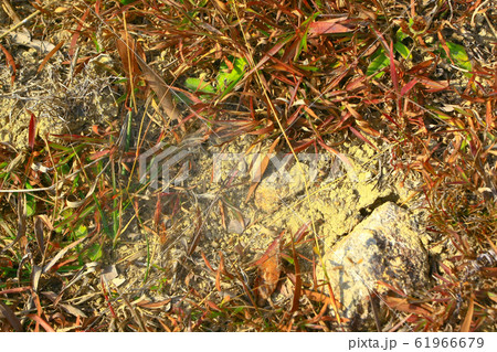 25 Dec 2008 The Landscape Of Hong kong Maclehose 61966679