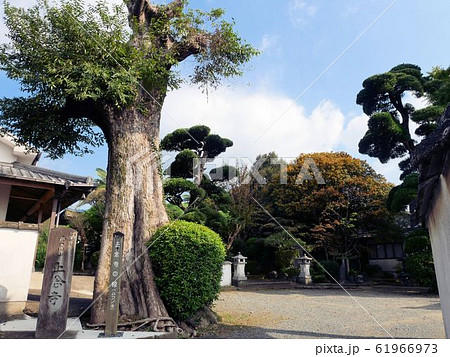 日本赤十字発祥の地　正念寺の境内と椋木　（熊本県玉東町） 61966973