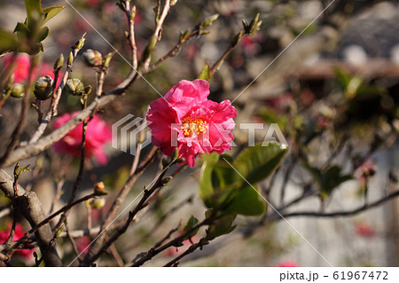 葉を落とした寒椿 61967472