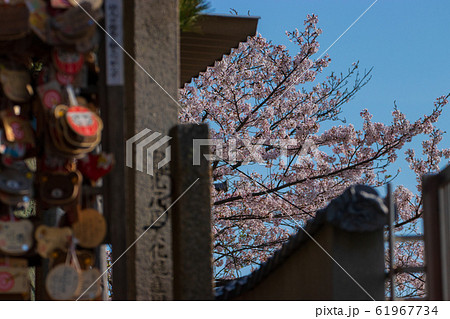 桜 尾道の桜 桜 尾道の桜 61967734