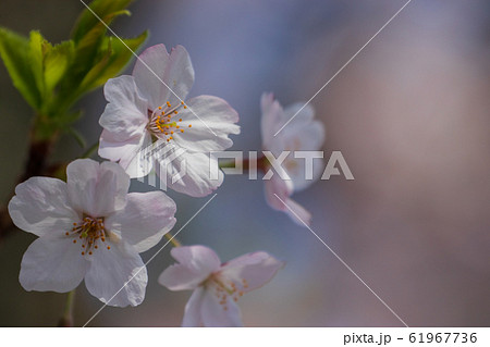 桜　尾道の桜 61967736