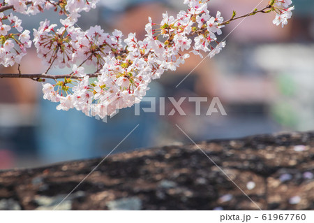 桜　尾道の桜 61967760