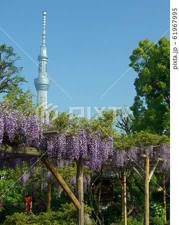 亀戸天神社 61967995