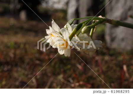 水仙 61968295