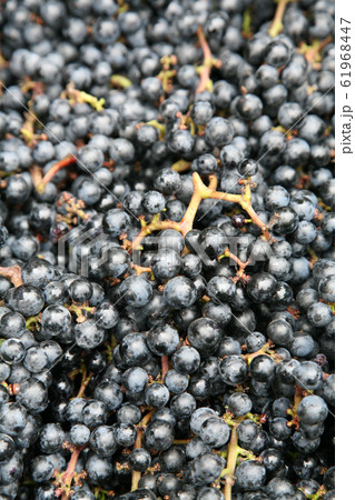 山ぶどう 山ぶどう 61968447