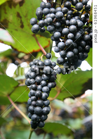 山ぶどう 山ぶどう 61968451
