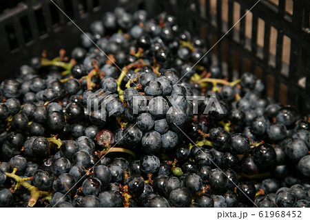 山ぶどう 61968452