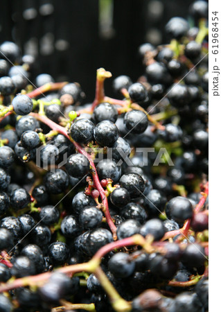 山ぶどう 山ぶどう 61968454