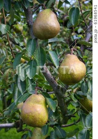 ラフランス 61968541