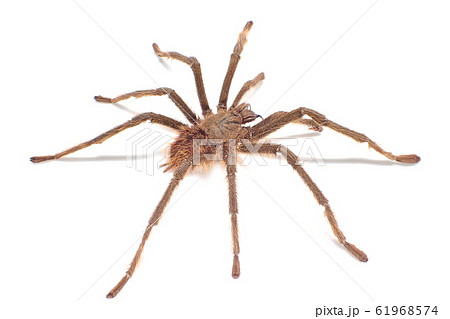 タランチュラ シンガポールブルー （♂, Male） Omothymus violaceopes 61968574